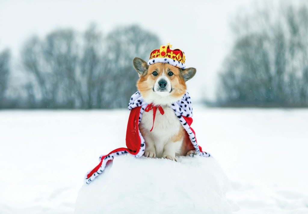 Welsh Corgi Pembroke