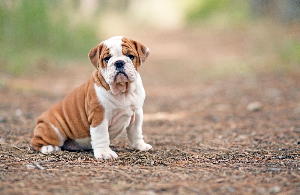 Bulldog Inglese