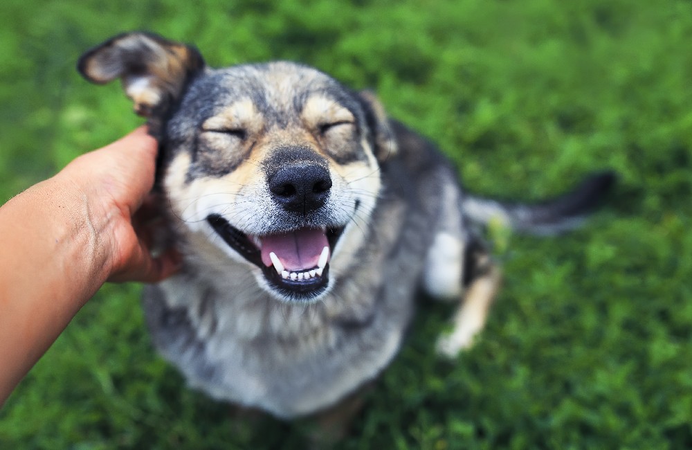 Il cane? È maestro di vita