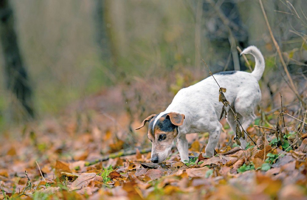 Cani da Mantrailing