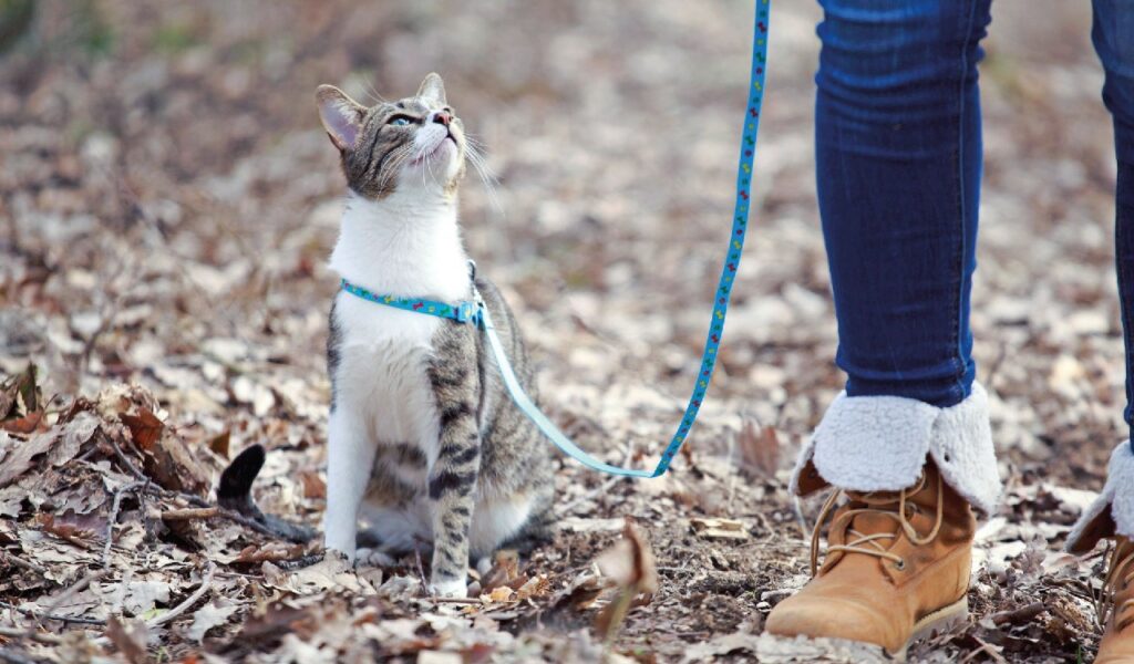 Libertà felina, dentro o fuori casa?