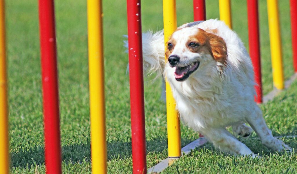 Olivia & Donatella, adozione del cuore e passione agility