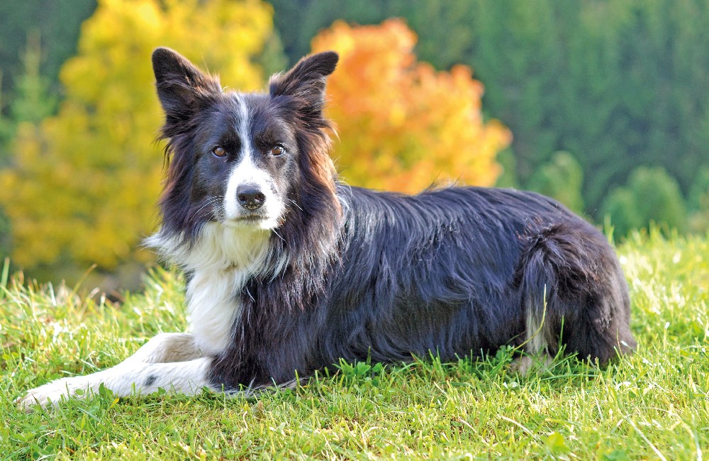 Border Collie