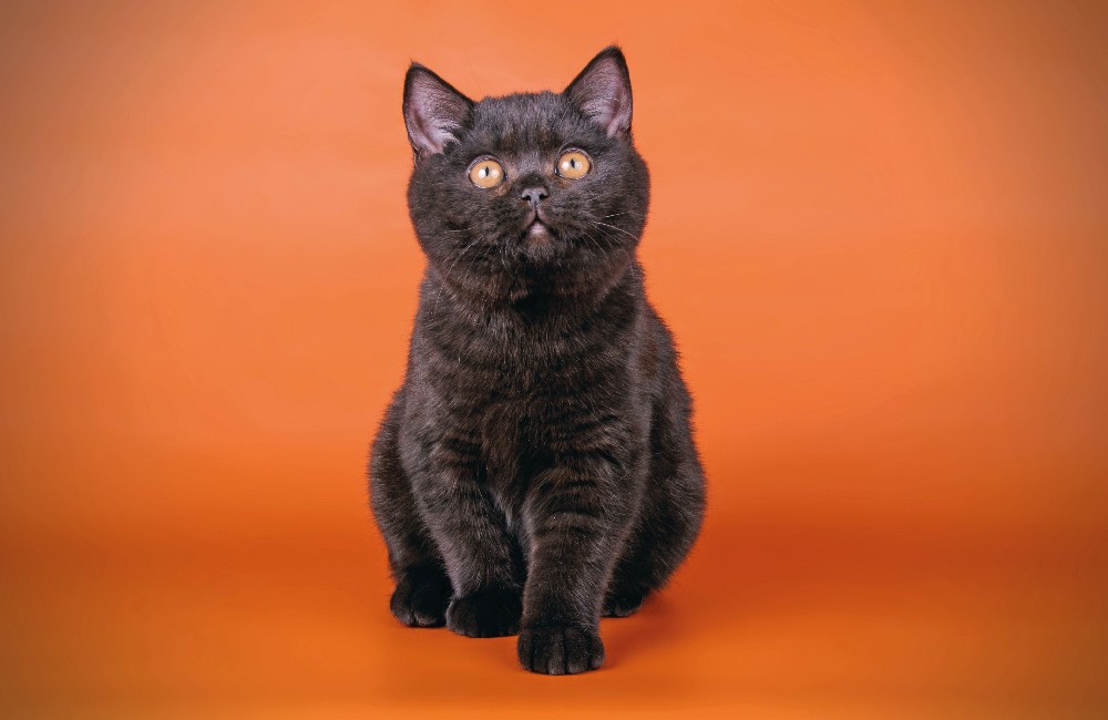 British Shorthair