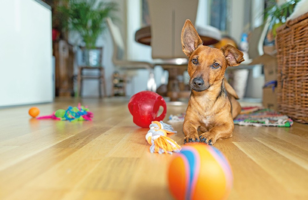 Come insegnare a Fido i nomi degli oggetti