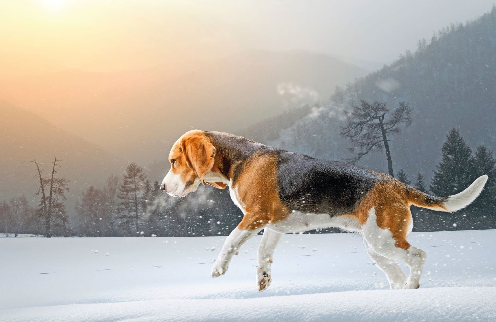 Beagle