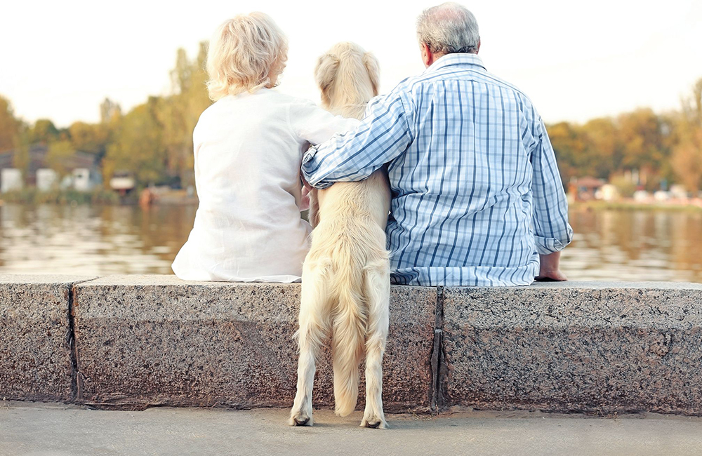 Il ruolo della genetica nel cane