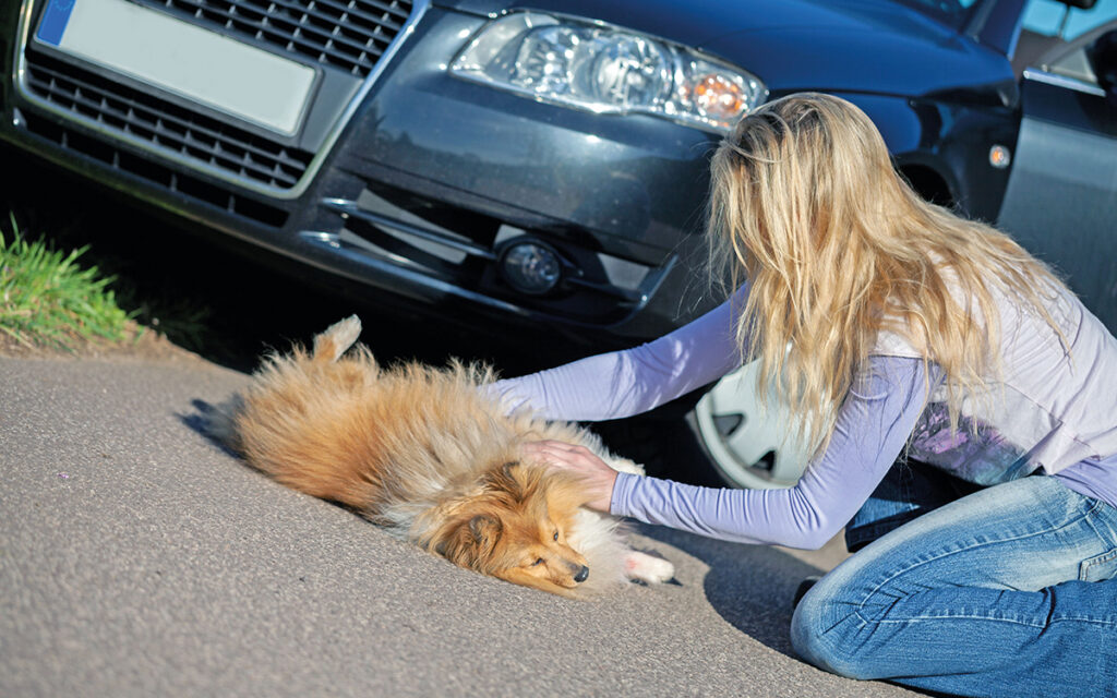 Soccorso animali in un sinistro