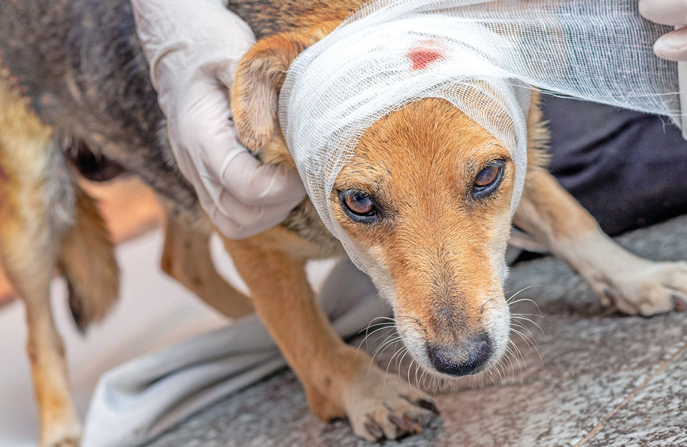 Soccorso animali in un sinistro