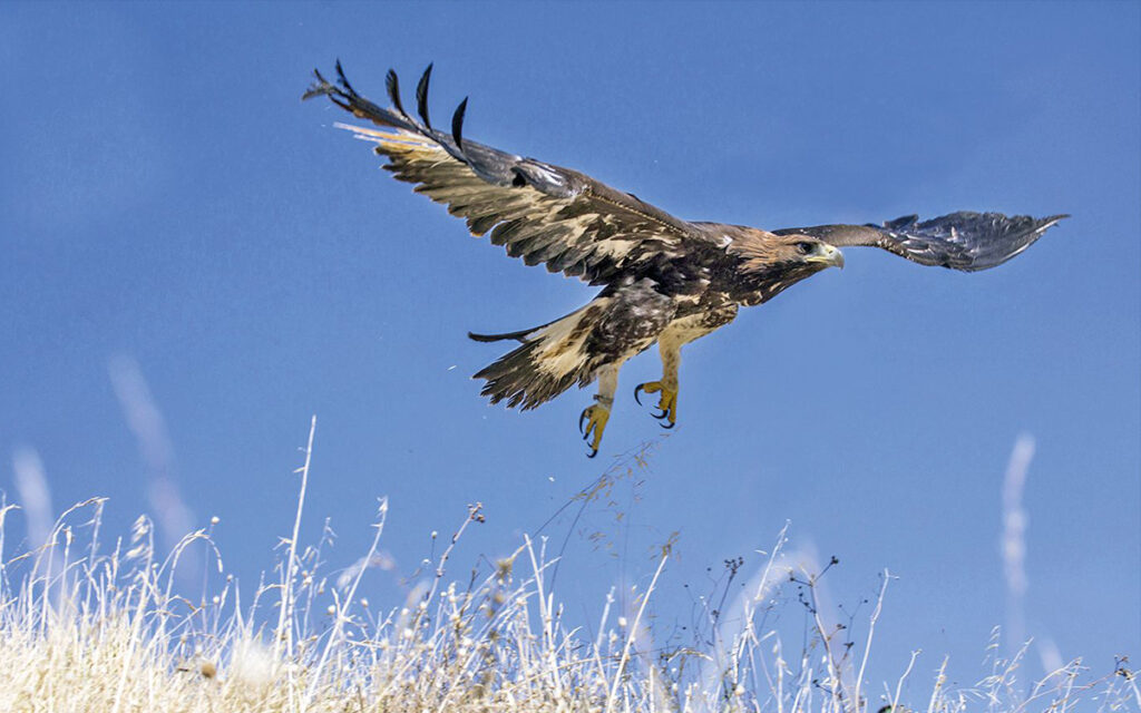 Di nuovo libera nel cielo!