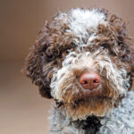 Lagotto Romagnolo