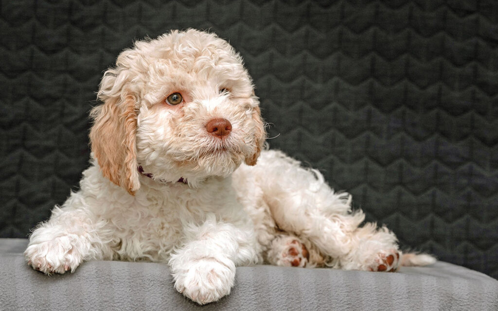 Lagotto Romagnolo