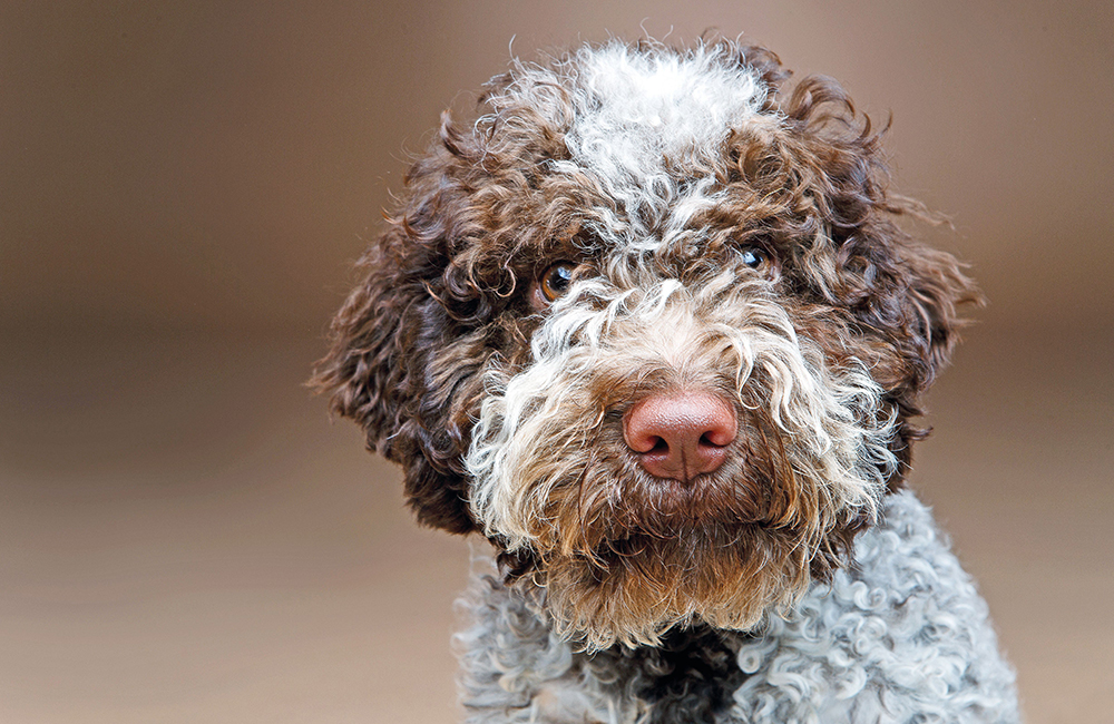 Lagotto Romagnolo