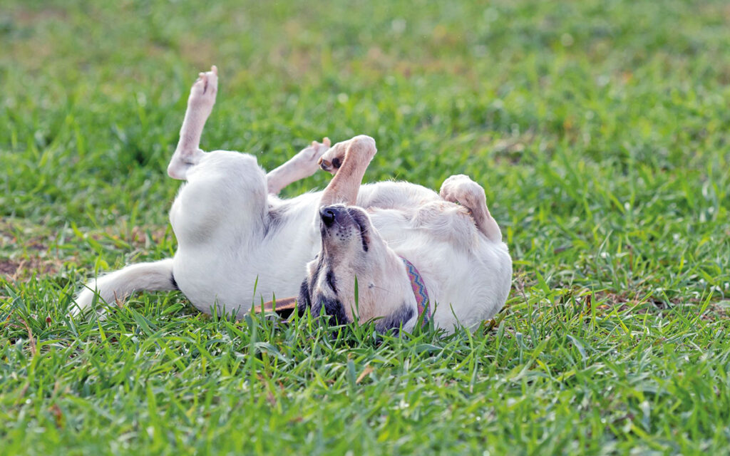 Cani autocoscienti si riconoscono allo specchio?