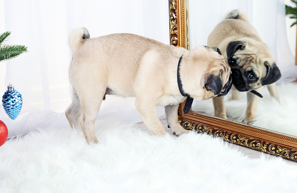 Cani autocoscienti si riconoscono allo specchio?