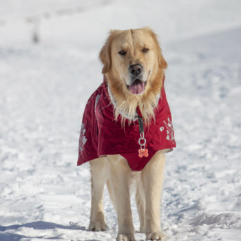 Cooper sulla neve