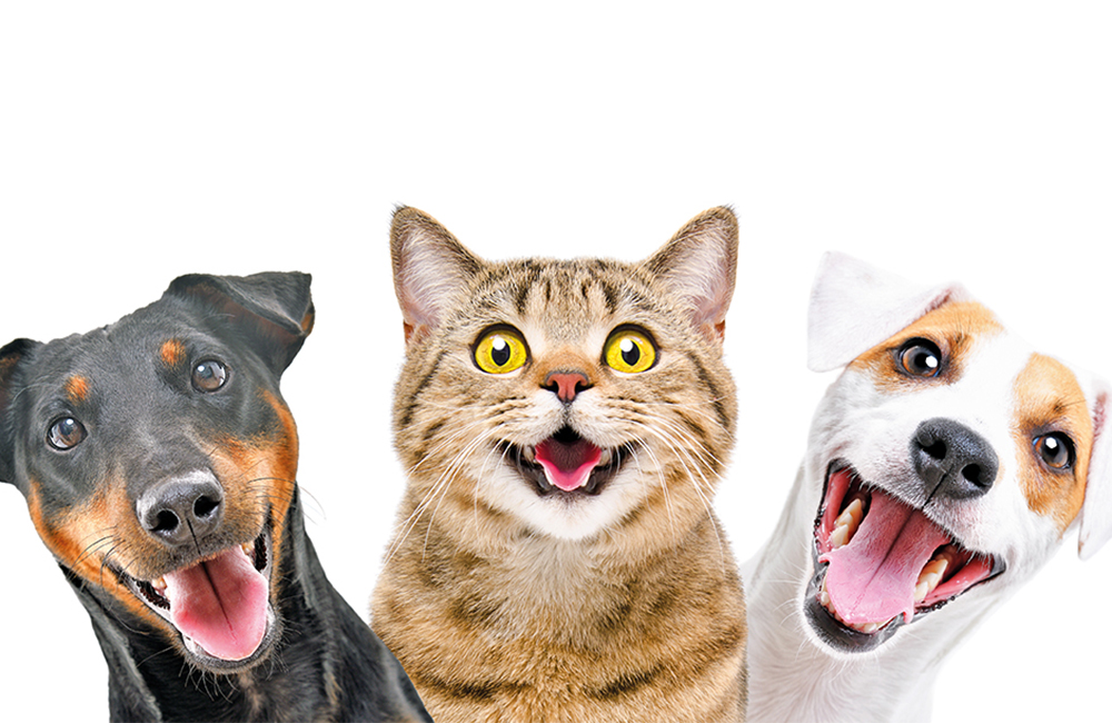 Restomyl® una linea per la salute orale di cani e gatti