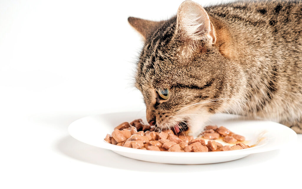 Se il gatto mangia troppo velocemente è meglio programmare i pasti