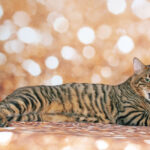 Toyger