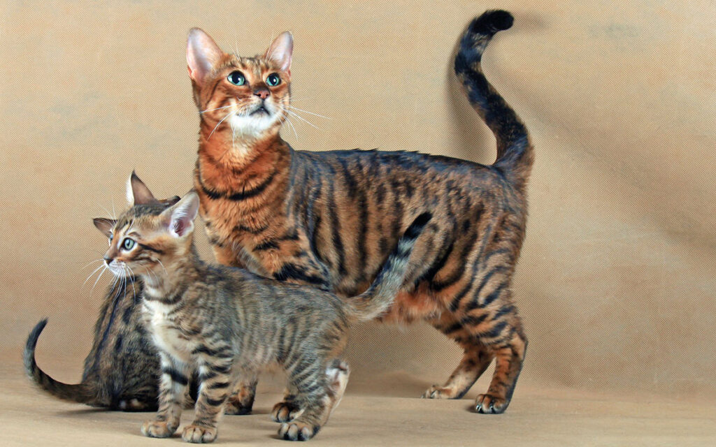 Toyger