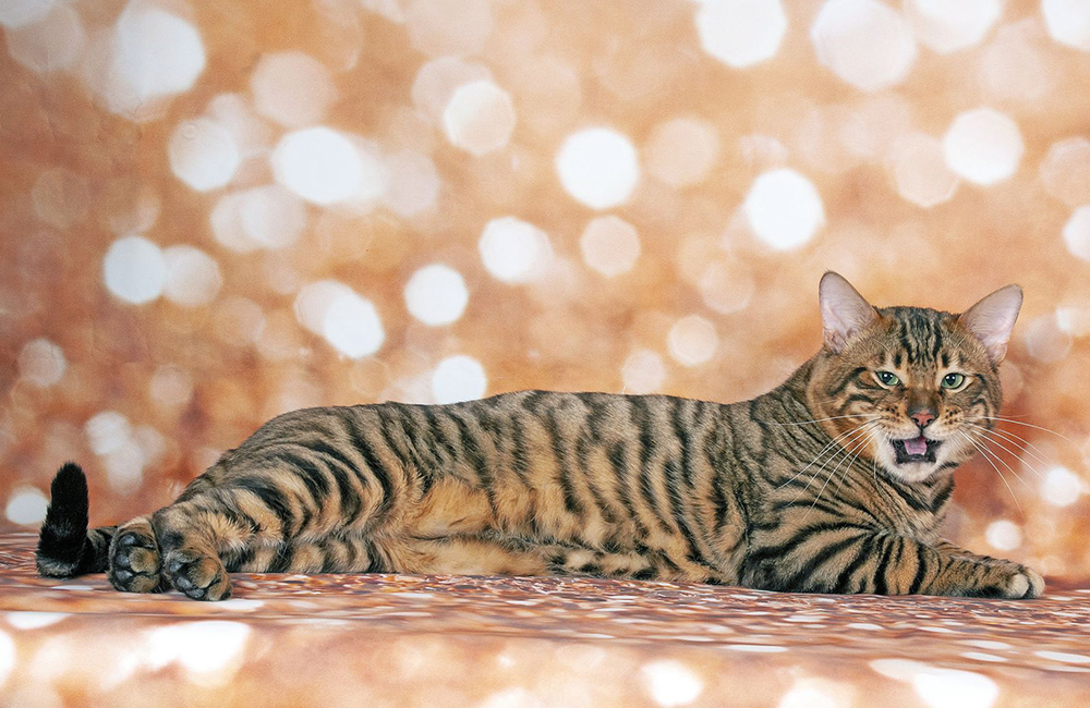 Toyger