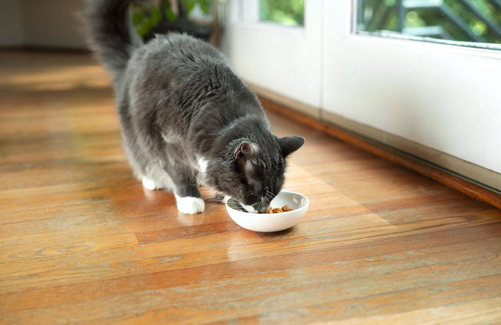 Cani e gatti, ecco come tenersi in forma