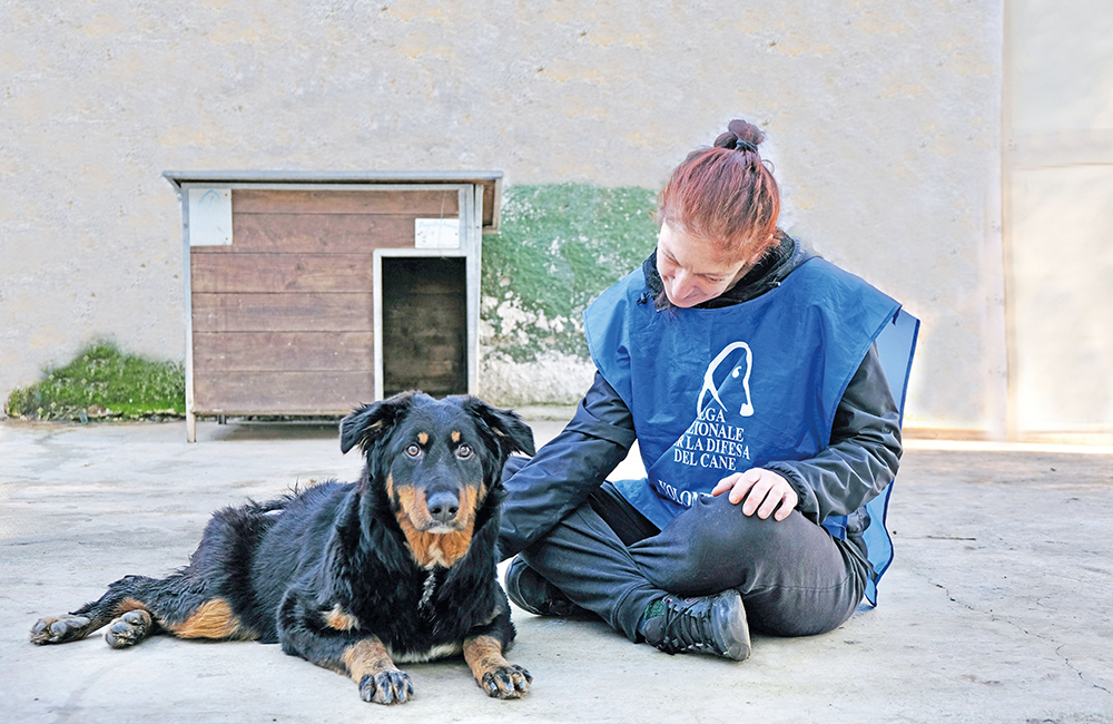 Adozione urgente per Hope, cagnolina disabile