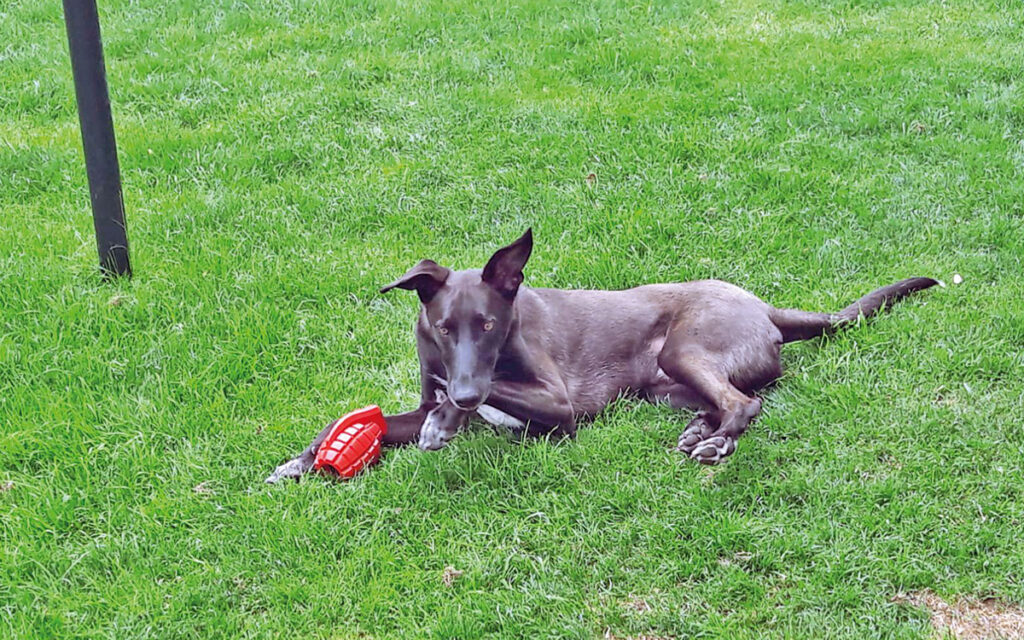 Jable, il cane del deserto