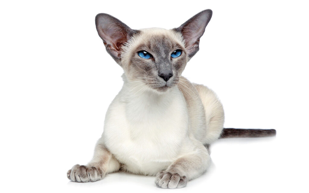 Siamese