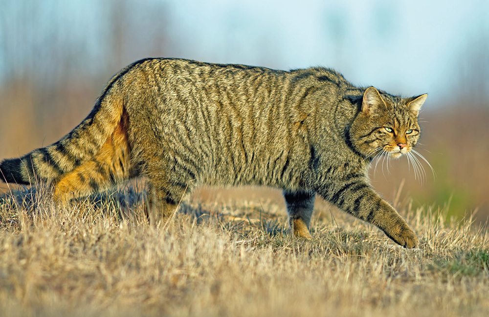 Il gatto selvatico è tornato in Liguria