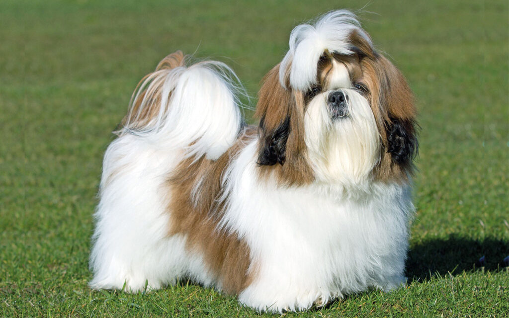 Shih Tzu