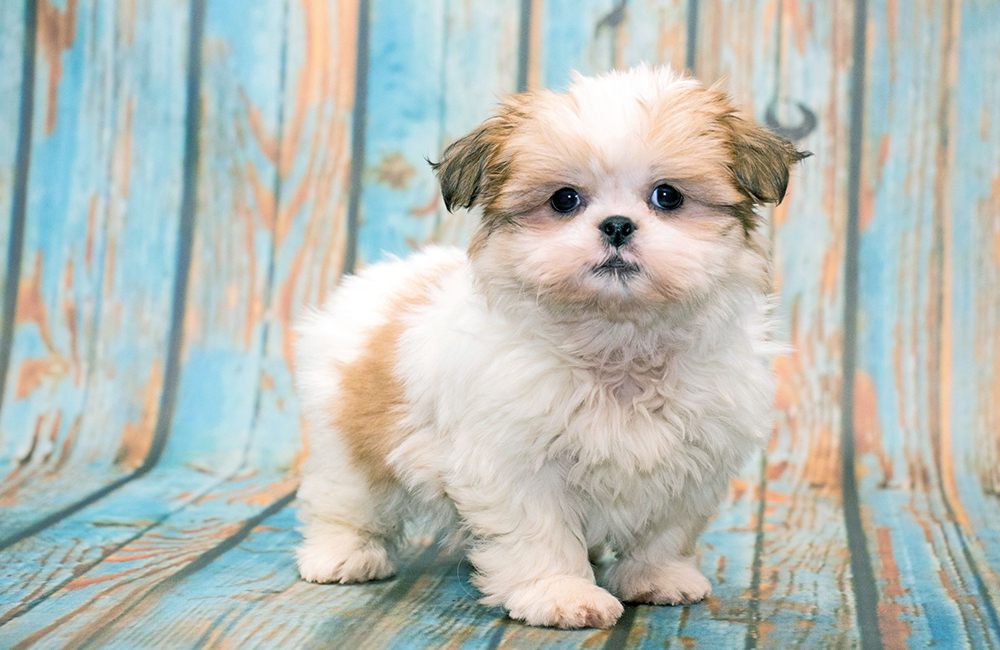 Shih Tzu