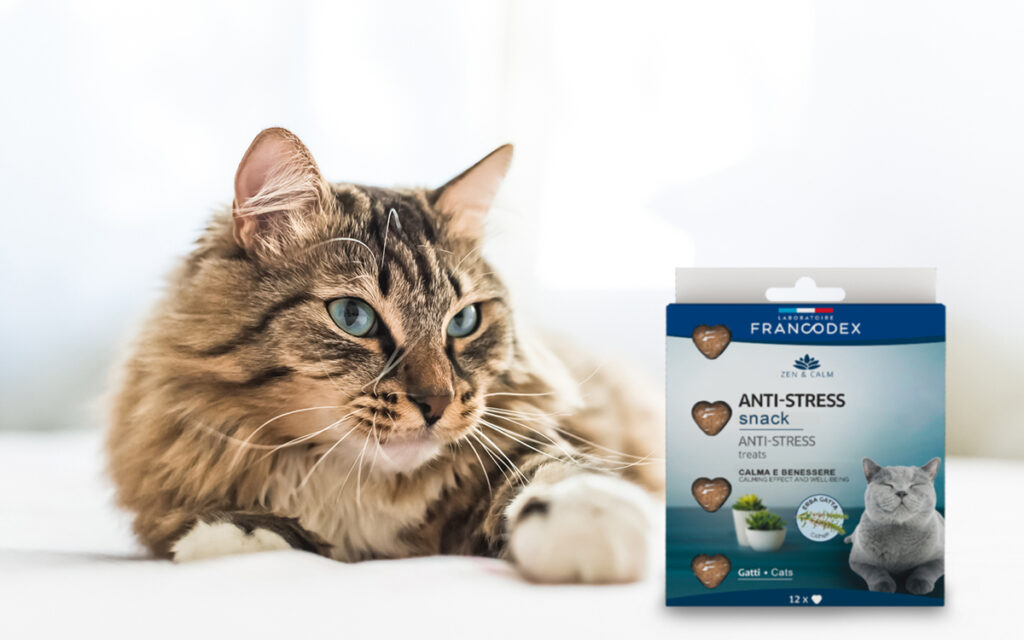Gatti, attenzione allo stress