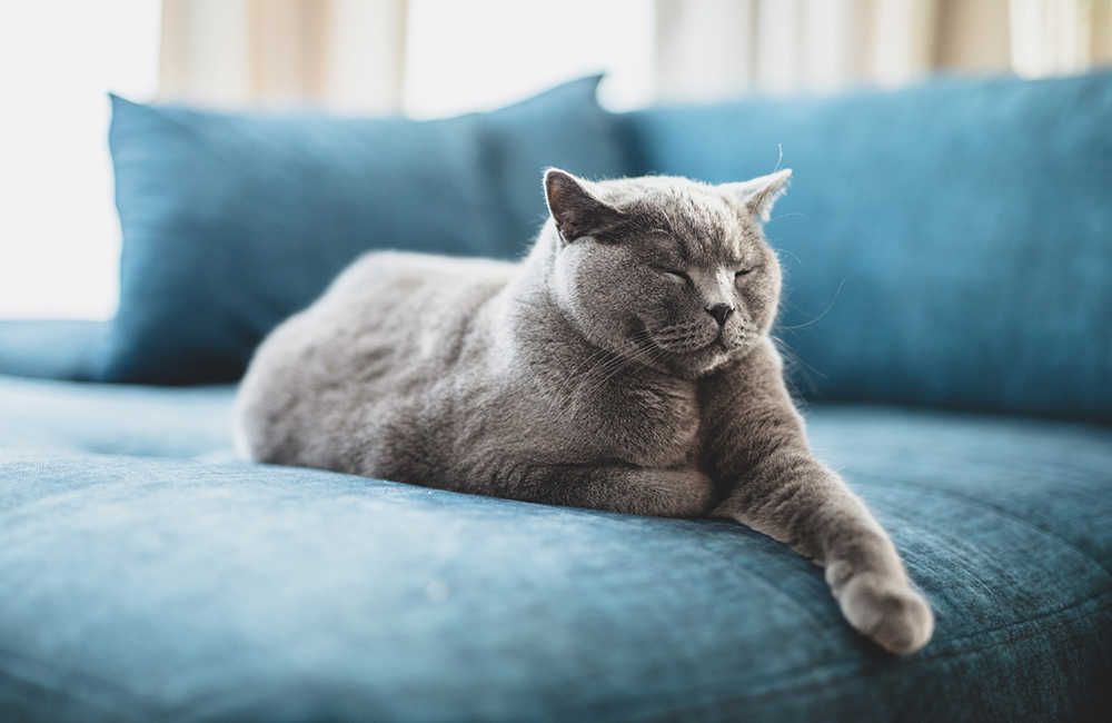 Gatti, attenzione allo stress