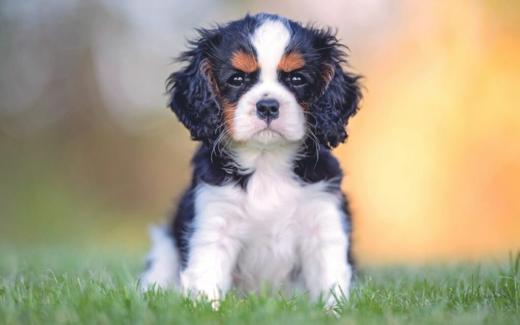 Cavalier King Charles Spaniel