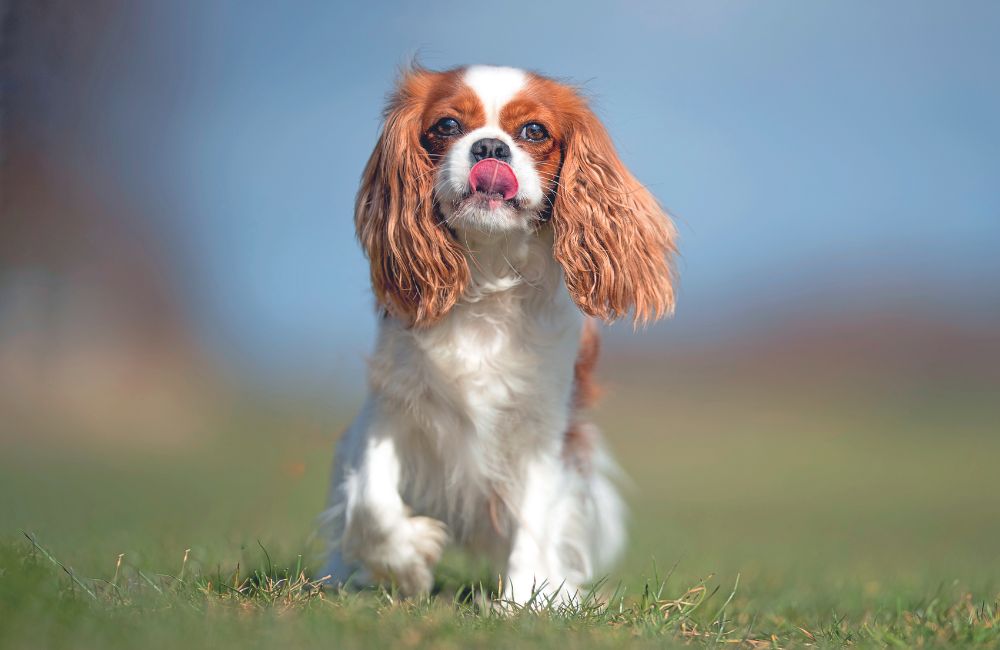 Cavalier King Charles Spaniel