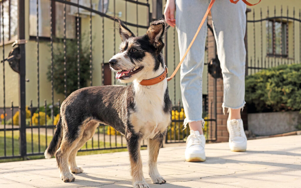 Attenti al cane e al padrone!