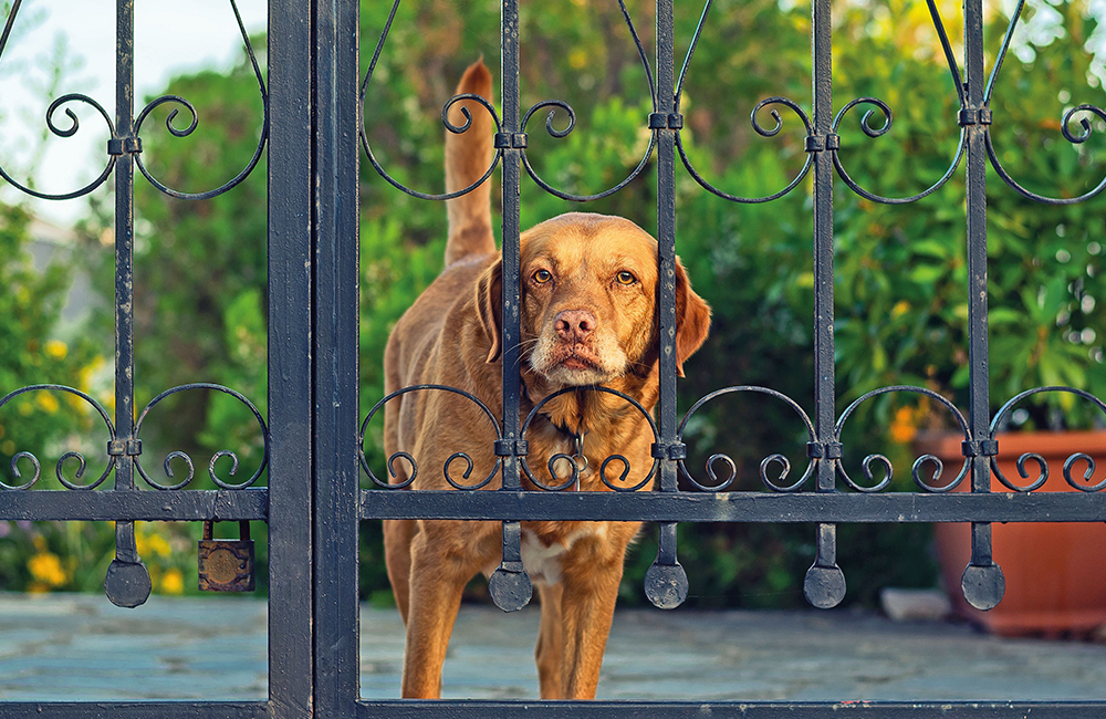 Attenti al cane e al padrone!