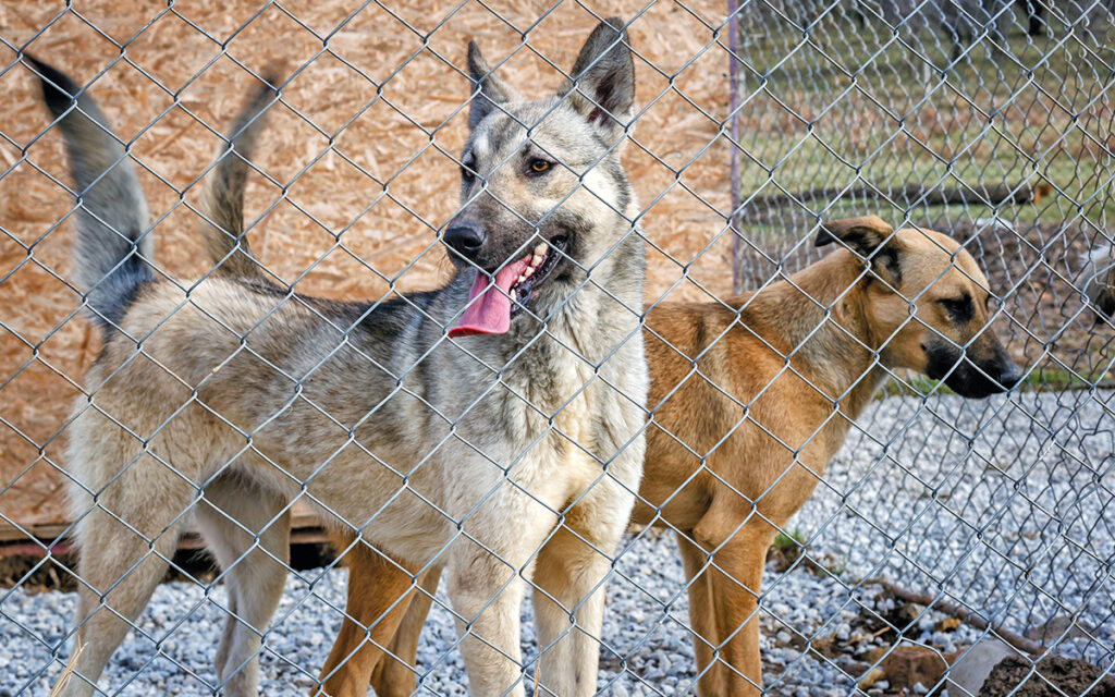 Cani "difficili" e umani impreparati