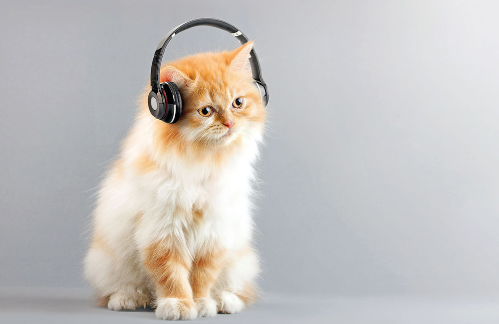 I gatti e la musica