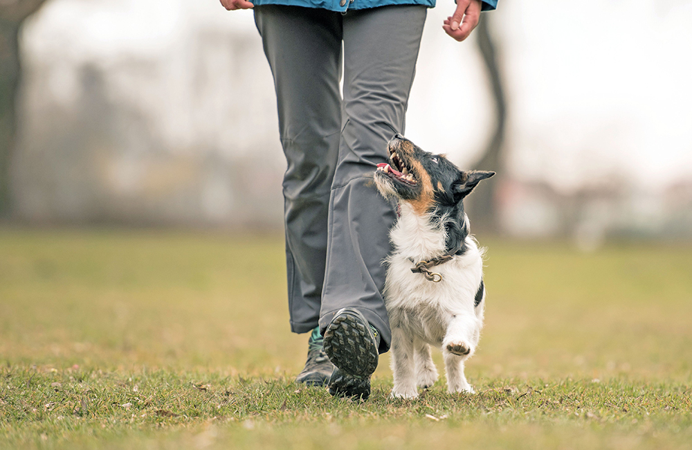 Il piacere di comunicare con Fido