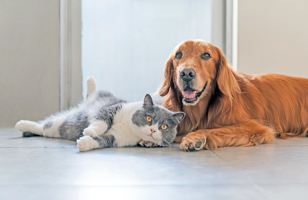 Fido o Micio si grattano? Come combattere il prurito su base allergica