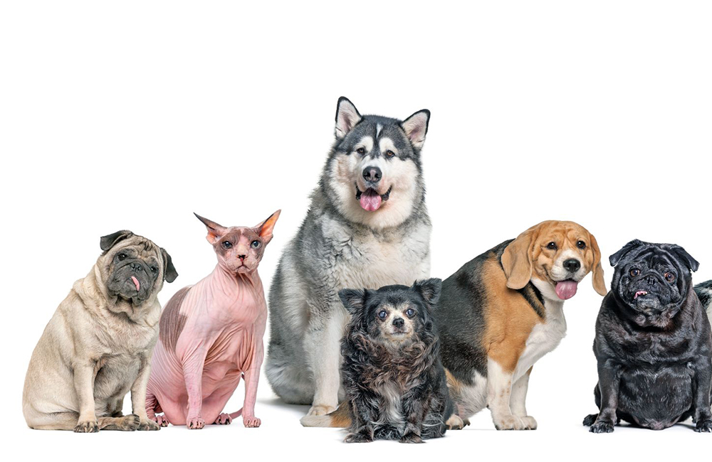 L'obesità in Fido e Micio