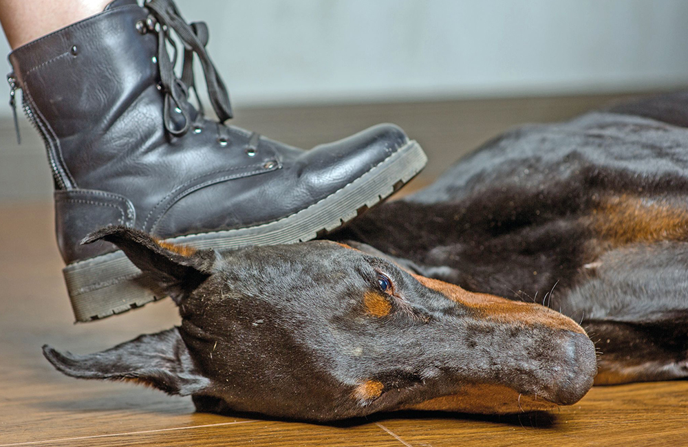 Prendere a calci un cane? È maltrattamento!