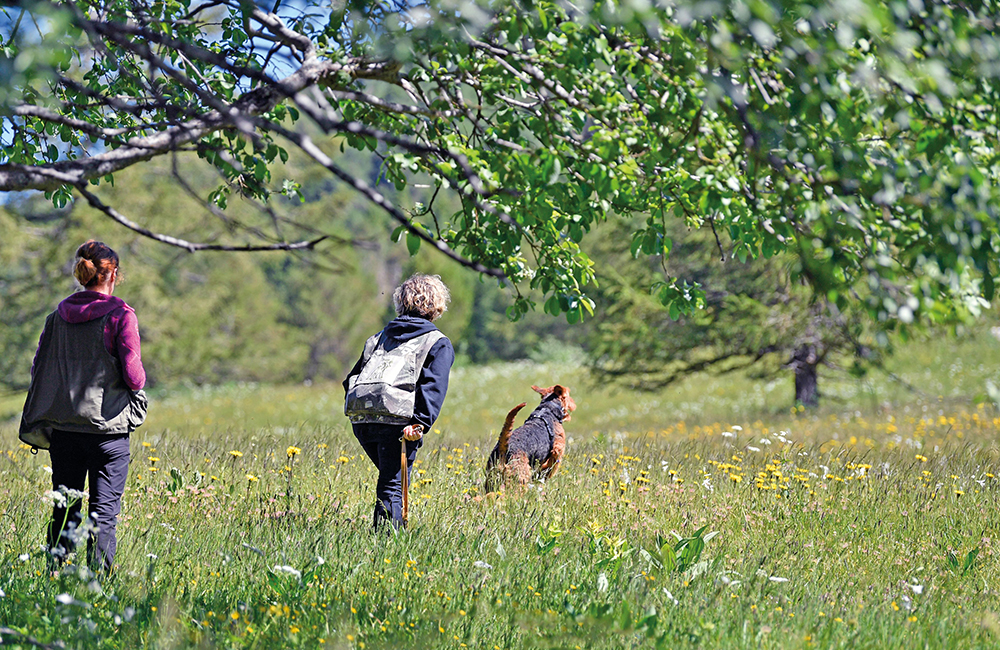 Prove naturali, fiuto e divertimento