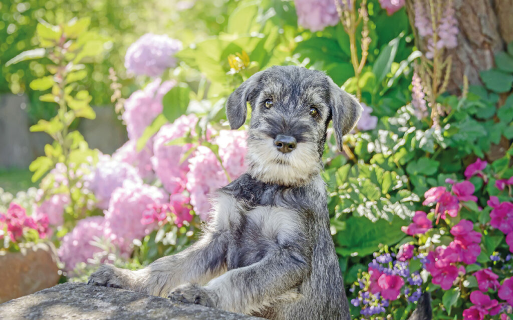 Schnauzer