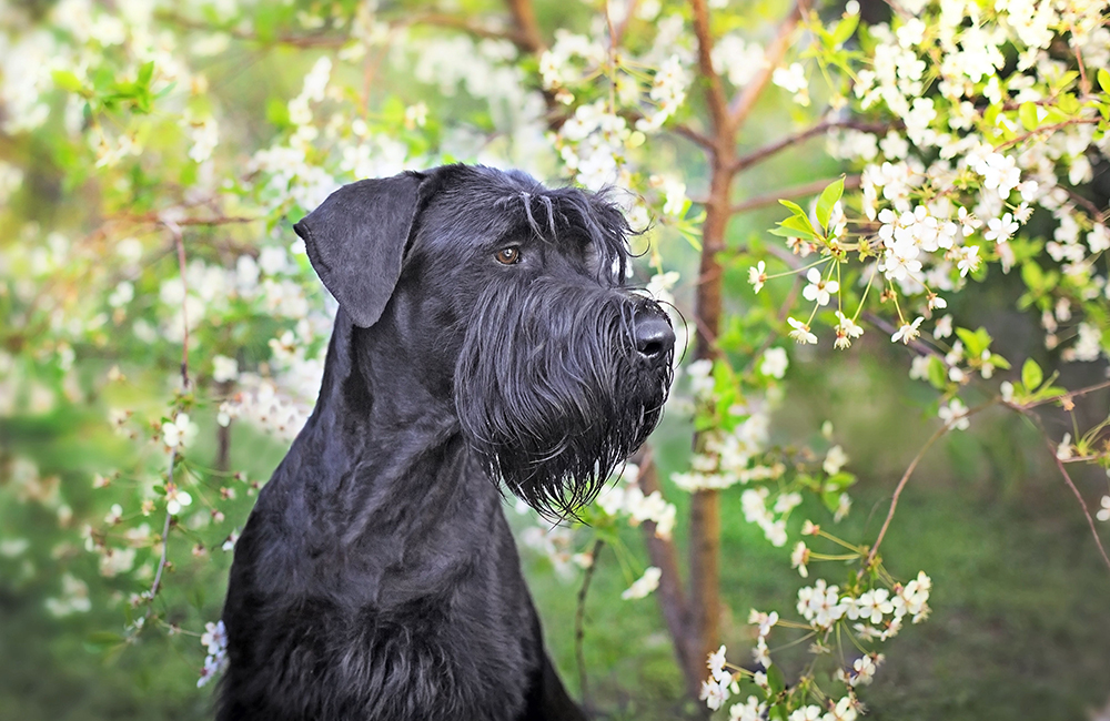 Schnauzer