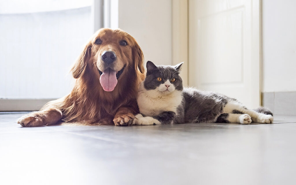 Sani e gustosi, ecco gli snack per cani e gatti