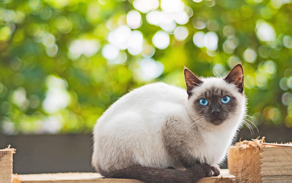 Sani e gustosi, ecco gli snack per cani e gatti