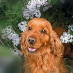 Cocker Spaniel Inglese